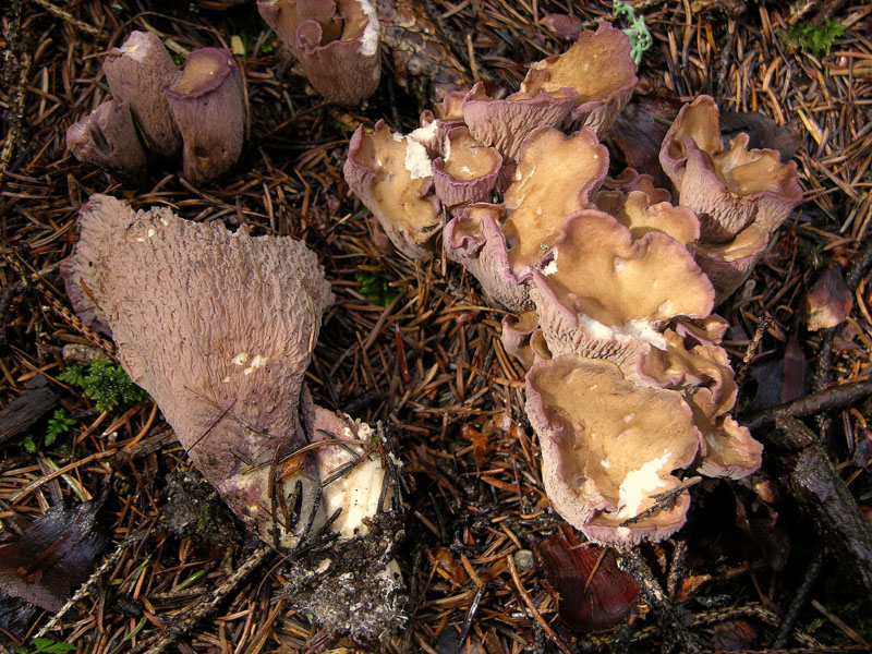 Gomphus clavatus (Pers.) Gray